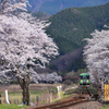 桜の樽見鉄道