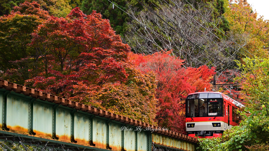 もみじのトンネルを行くきらら