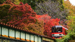 もみじのトンネルを行くきらら