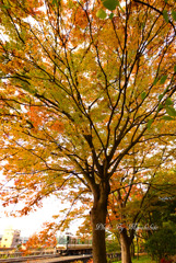 紅葉シーズン到来