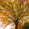 紅葉シーズン到来