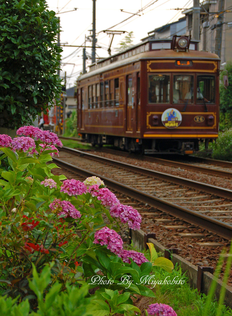 紫陽花とレトロ電車