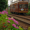 紫陽花とレトロ電車