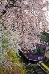 桜の嵐電