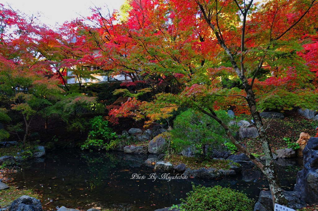 庭紅葉　２
