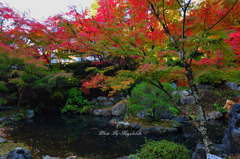 庭紅葉　２