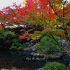 庭紅葉　２