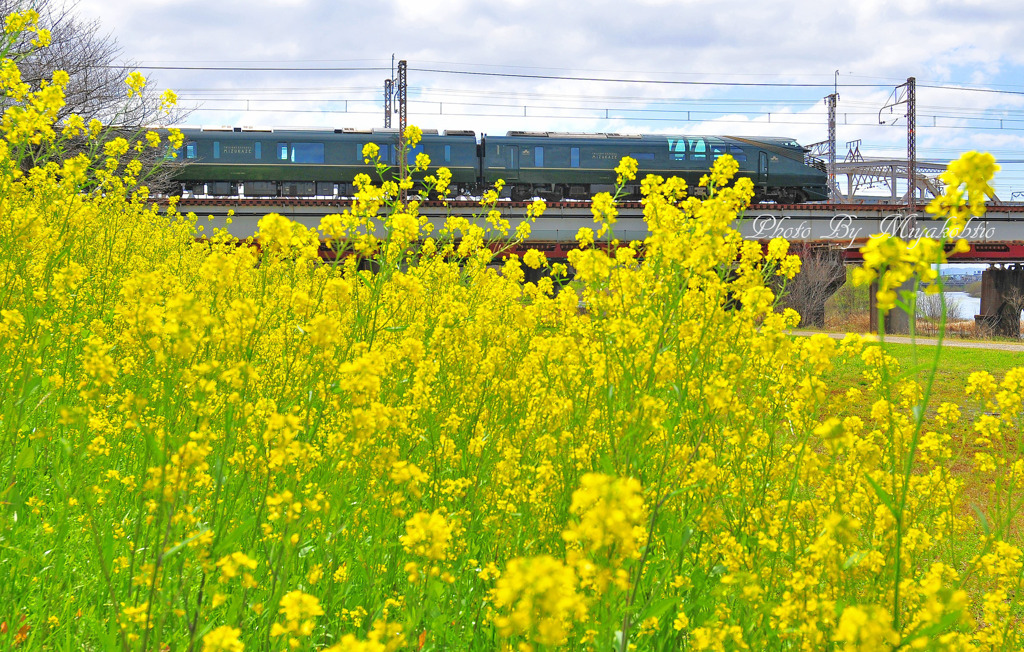 菜の花と瑞風