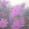 秋桜　2
