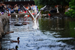 バックエンジェルポーズ バックエンジェルポーズ