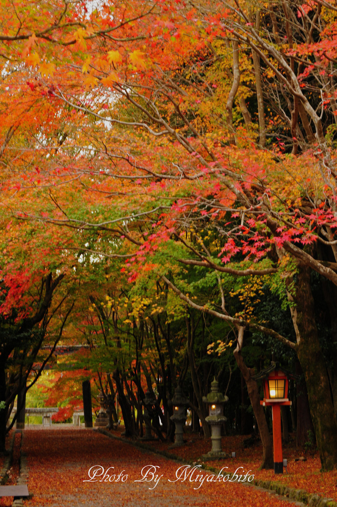 散紅葉の参道