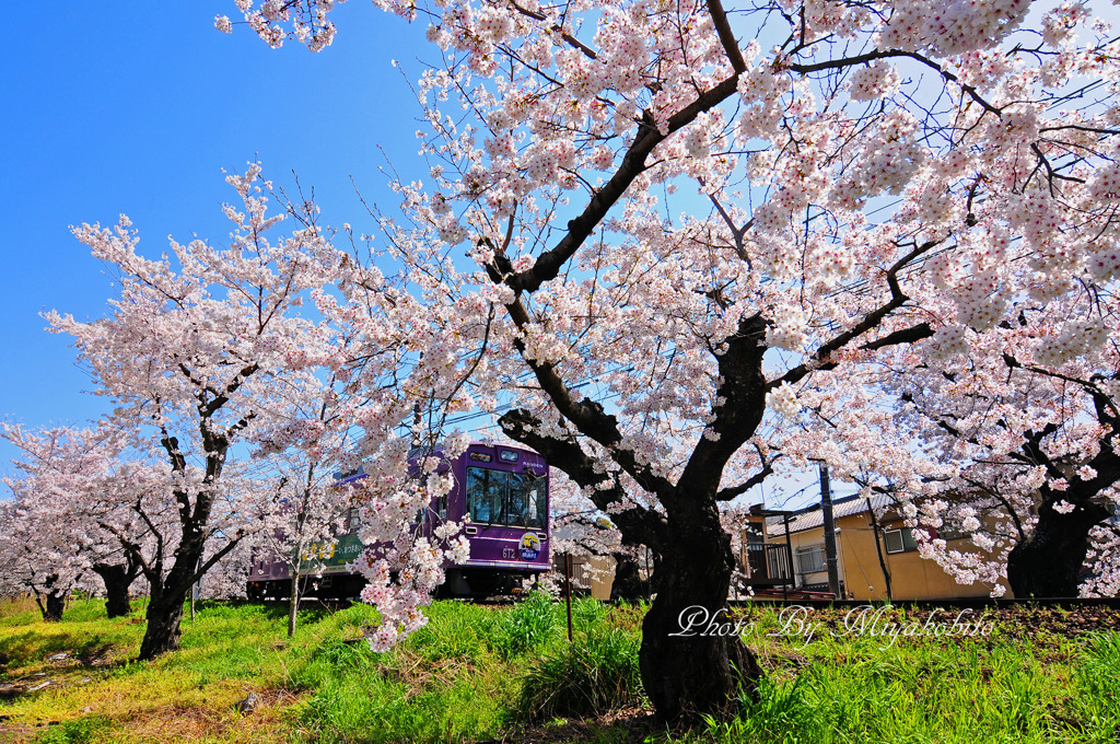 桜のトンネル