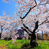 桜のトンネル