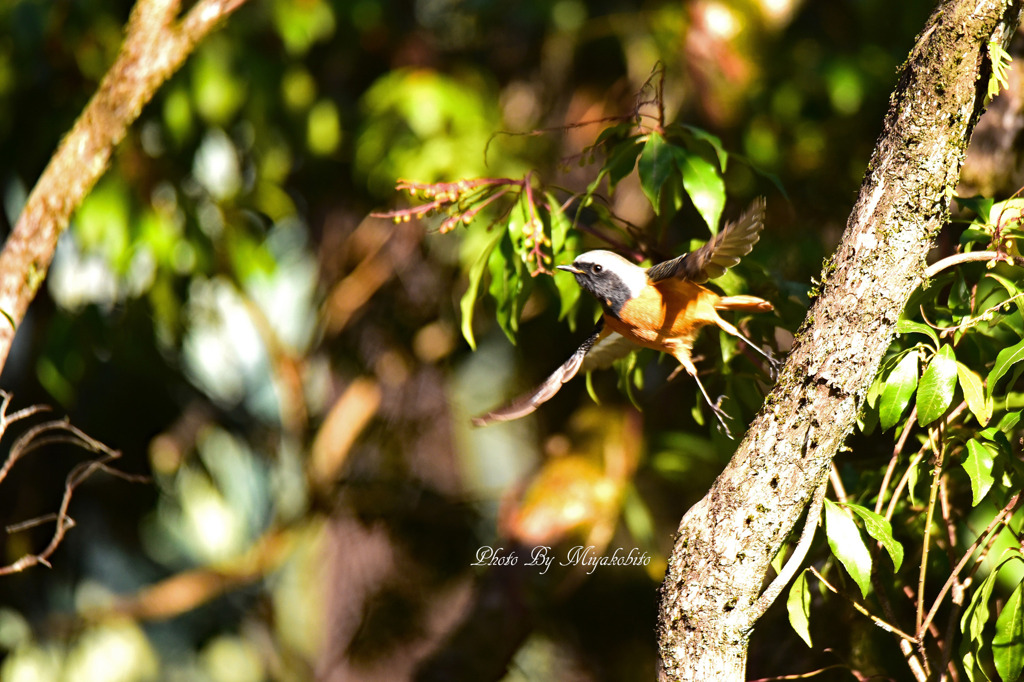 さ～飛ぶぞ　２