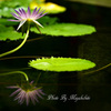 Reflection