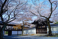 桜雲　２