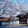 桜雲　２