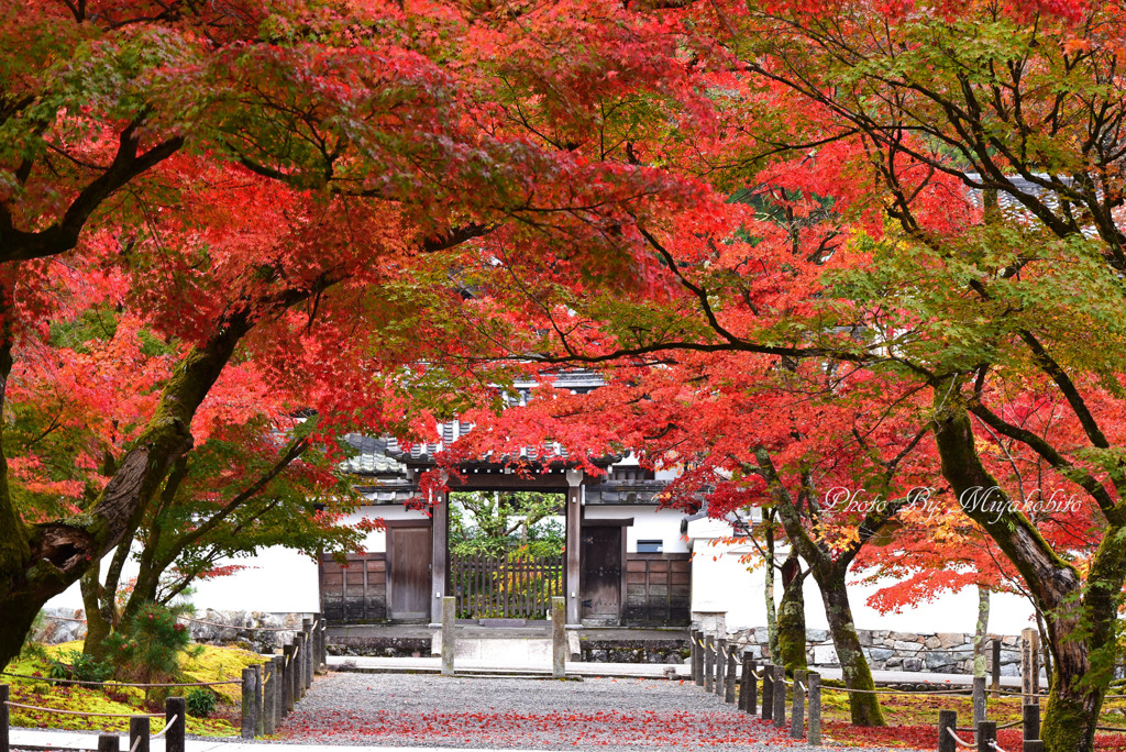 紅葉のアーチ