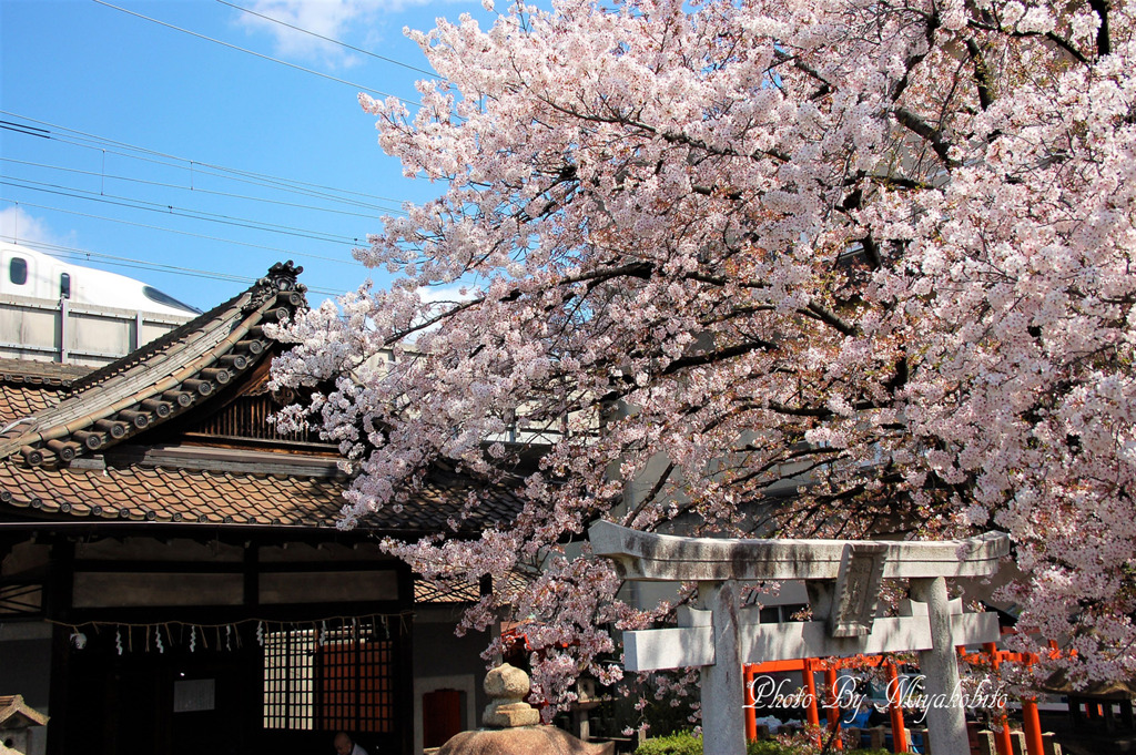 桜と新幹線
