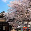 桜と新幹線