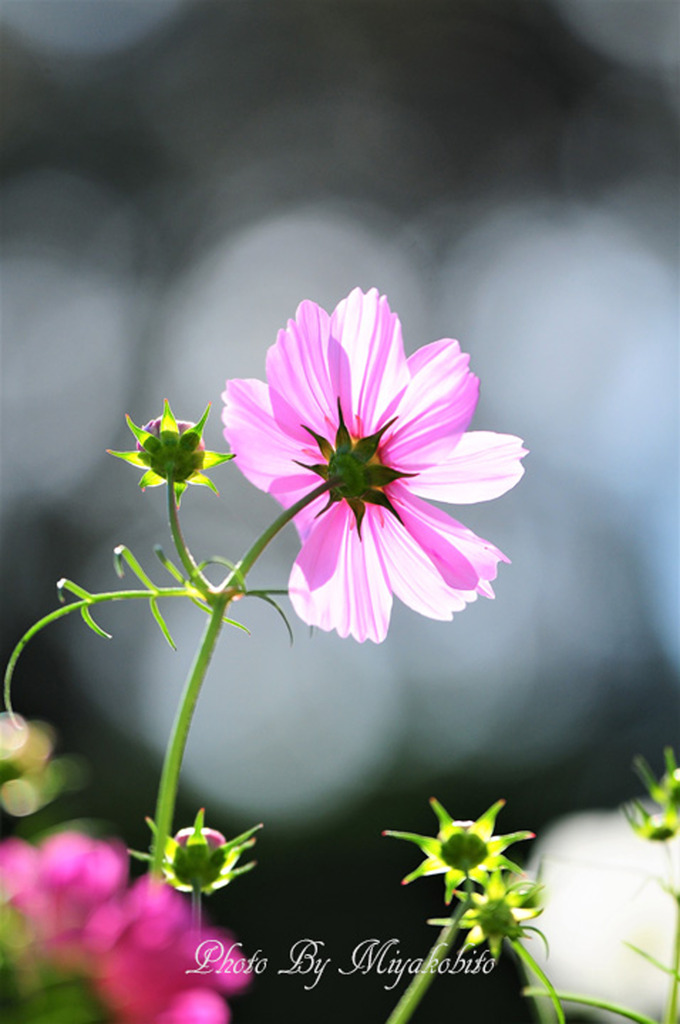 秋桜
