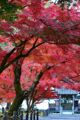 紅葉のアーチ