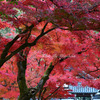 紅葉のアーチ