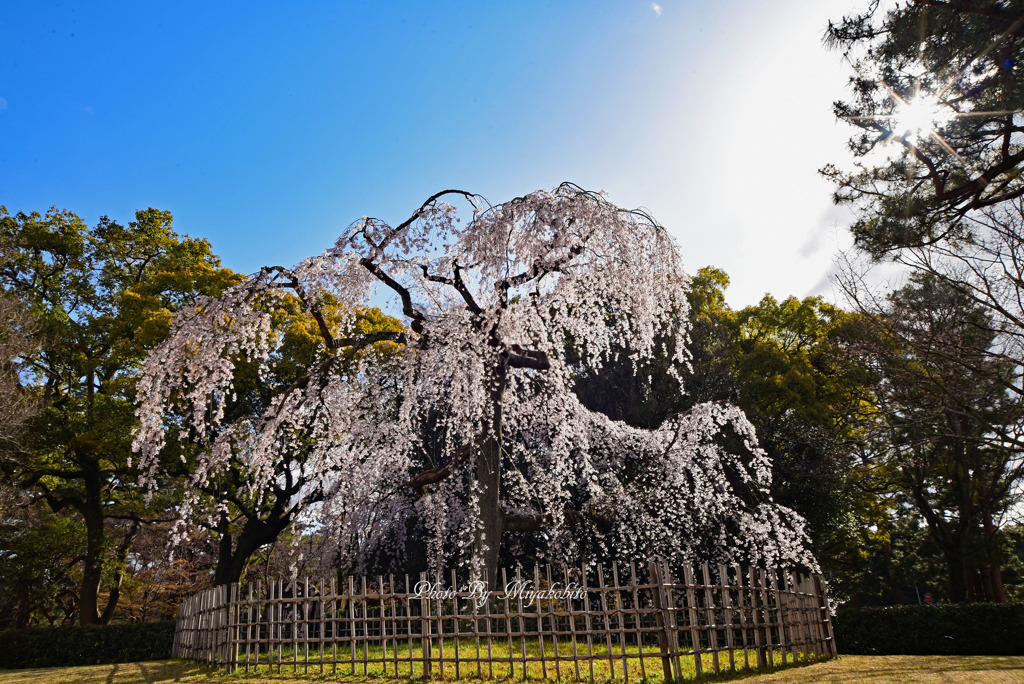 枝垂桜