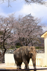 姫ちゃんと桜と姫路城