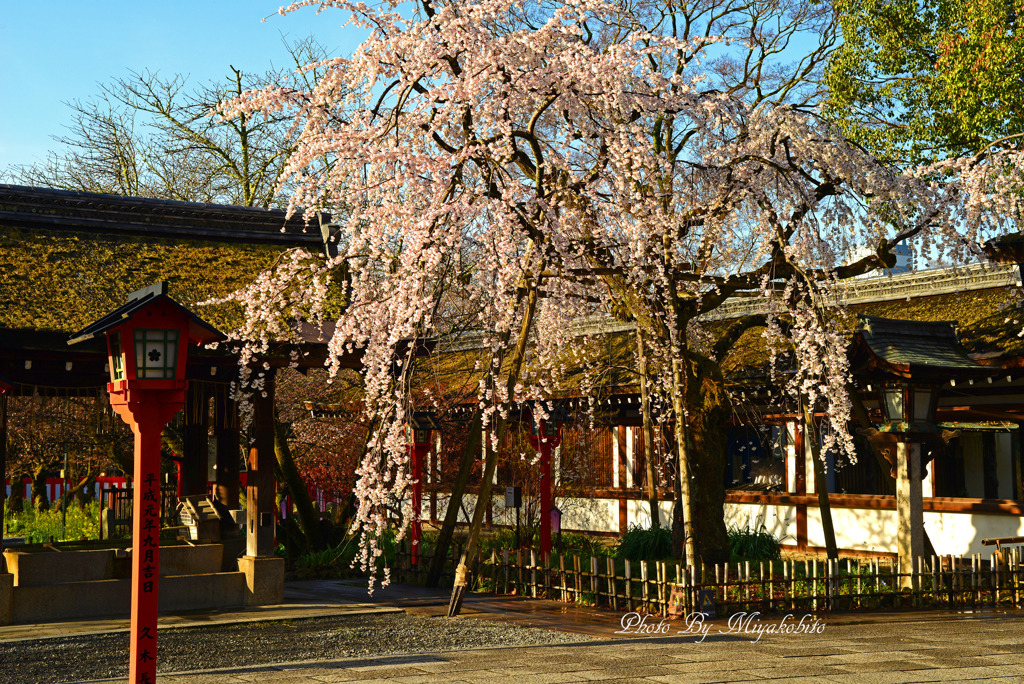 魁桜