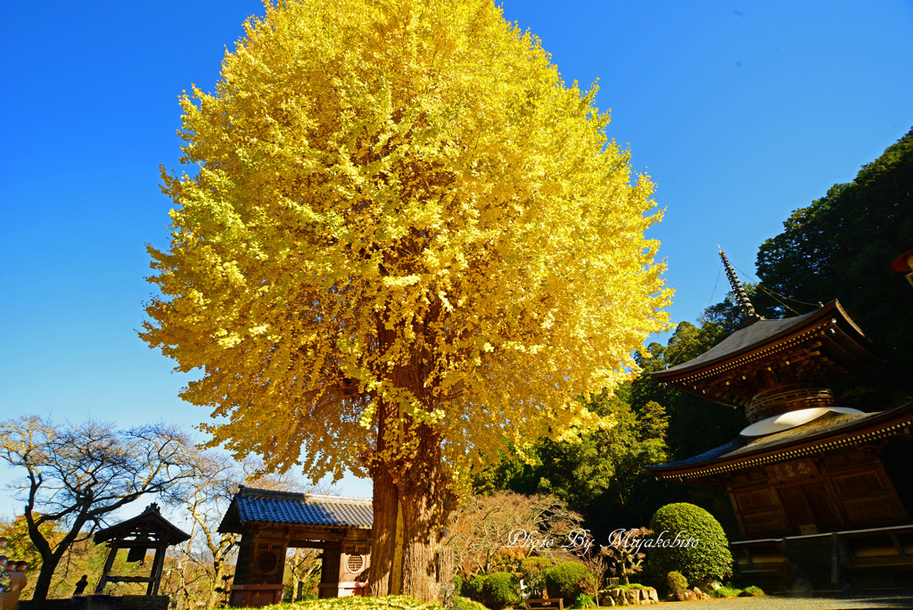 樹齢８００年　２