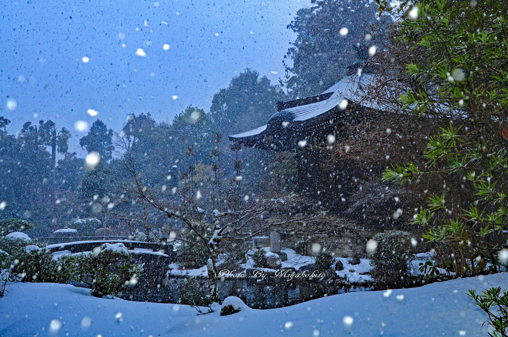 雪が舞う