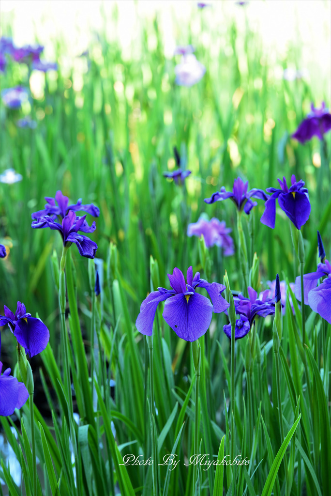 花菖蒲