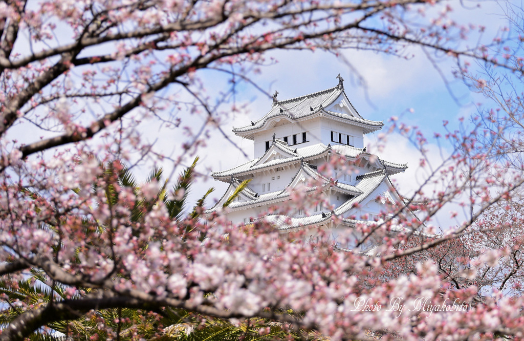 桜と姫路城　1