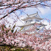 桜と姫路城　1