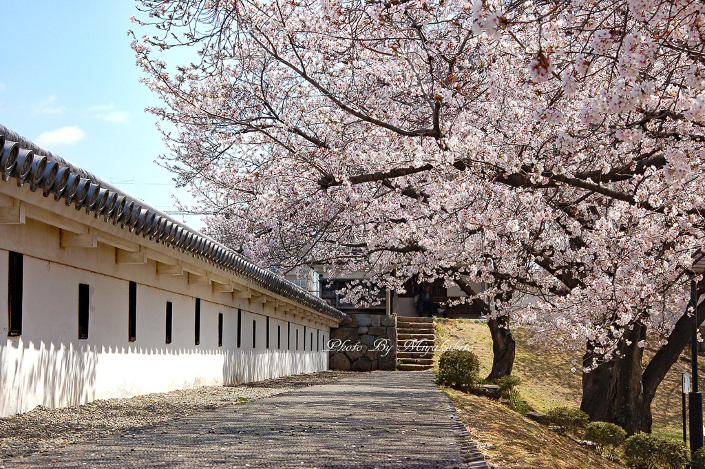 お城と桜　２