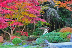 庭紅葉　３