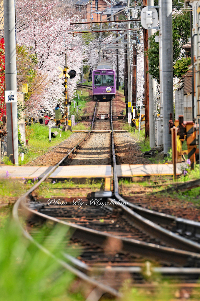 桜のトンネル