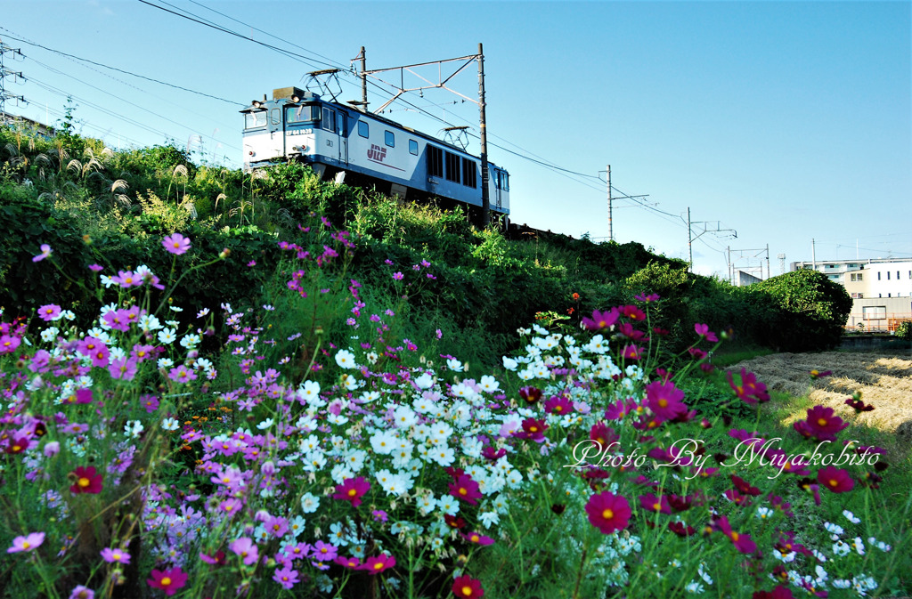 ＥＦ６４と秋桜