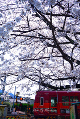 桜の叡電
