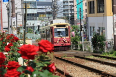 沿線に薔薇のある路面電車