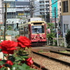 沿線に薔薇のある路面電車