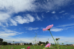 青空に向かって咲く