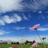 青空に向かって咲く