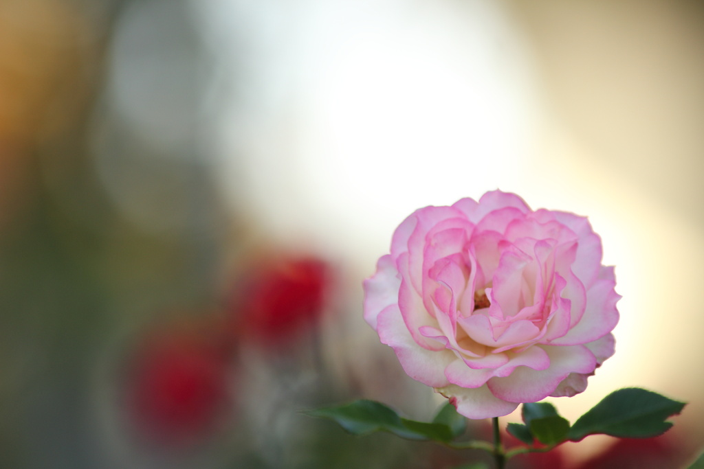 秋薔薇