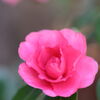 山茶花