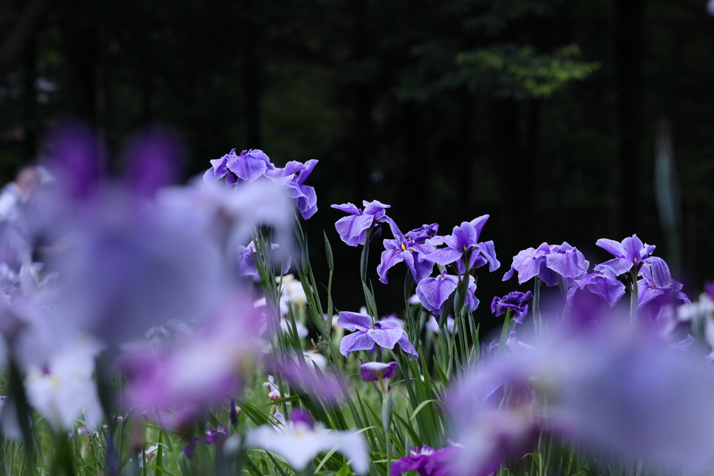 花菖蒲