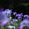 花菖蒲