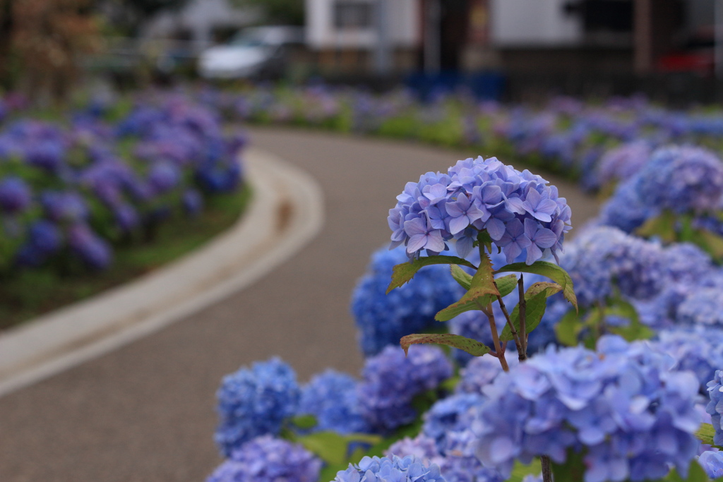 紫陽花の小径　２