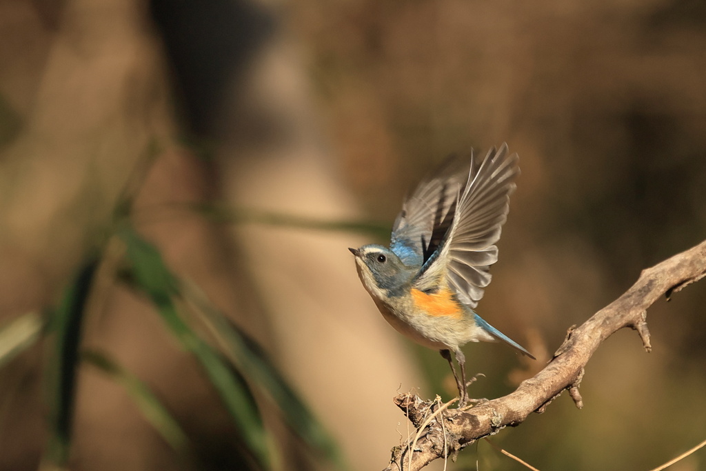 ルリ太君発進！